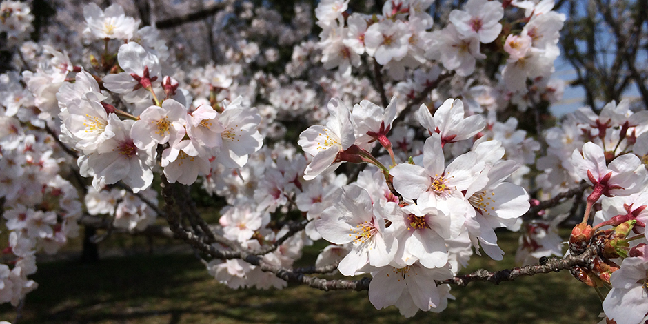 ぱんなこ日記top img